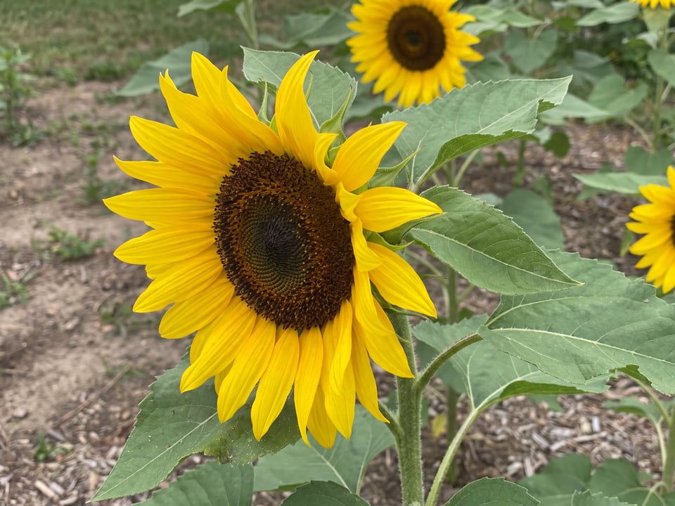 A Mammoth sunflower flower up close on the plant