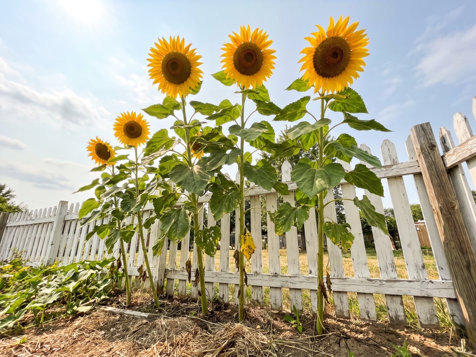 Mammoth sunflower plants in bloom in a garden