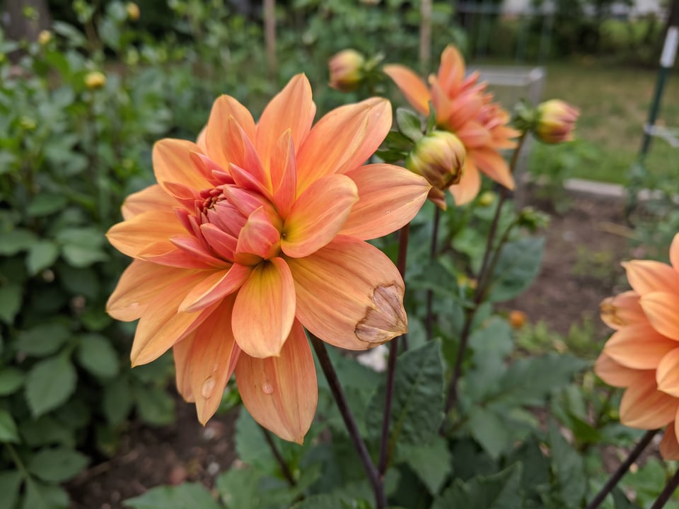 A Mango Madness dahlia flower up close on the plant