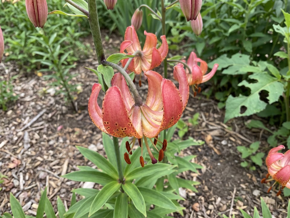 A Manitoba Morning lily flower up close on the plant