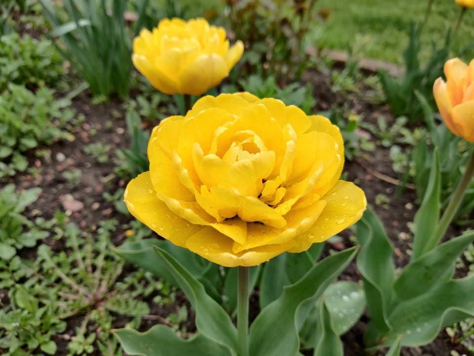 A Marie Jo tulip flower up close on the plant