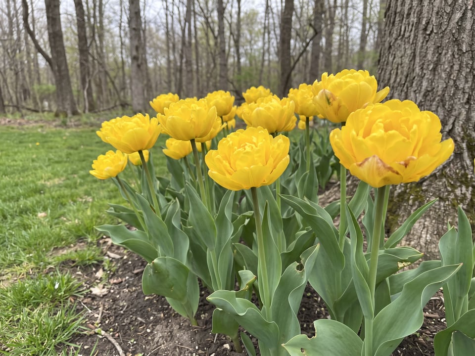 Marie Jo tulip plants in bloom in a garden