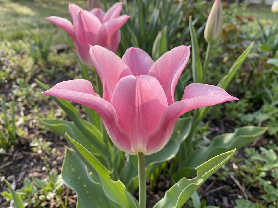 A Mariette tulip flower up close on the plant