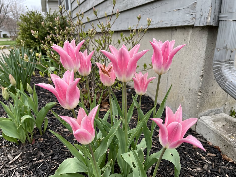 Mariette tulip plants in bloom in a garden