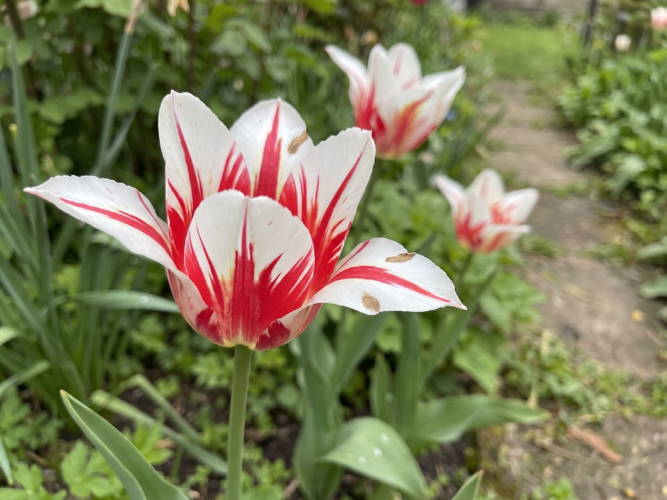A Marilyn tulip flower up close on the plant