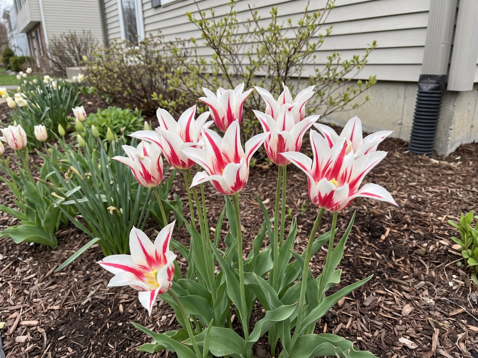 Marilyn tulip plants in bloom in a garden