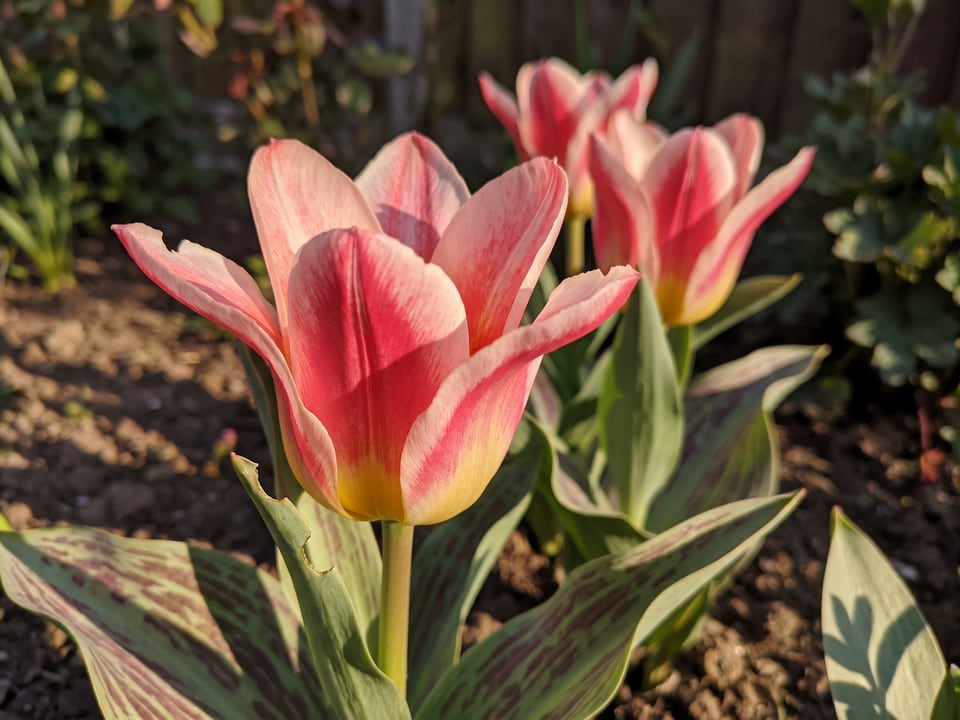 A Mary Ann tulip flower up close on the plant