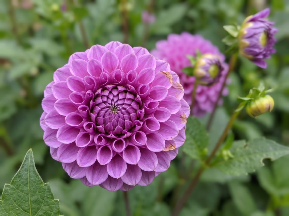 A Mary Munns dahlia flower up close on the plant