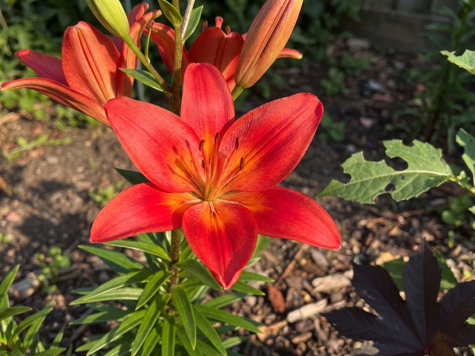 A Matrix lily flower up close on the plant