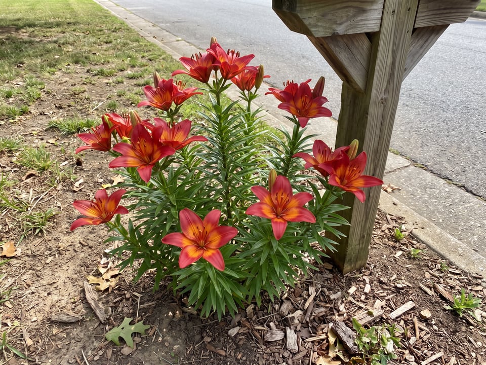 Matrix lily plants in bloom in a garden