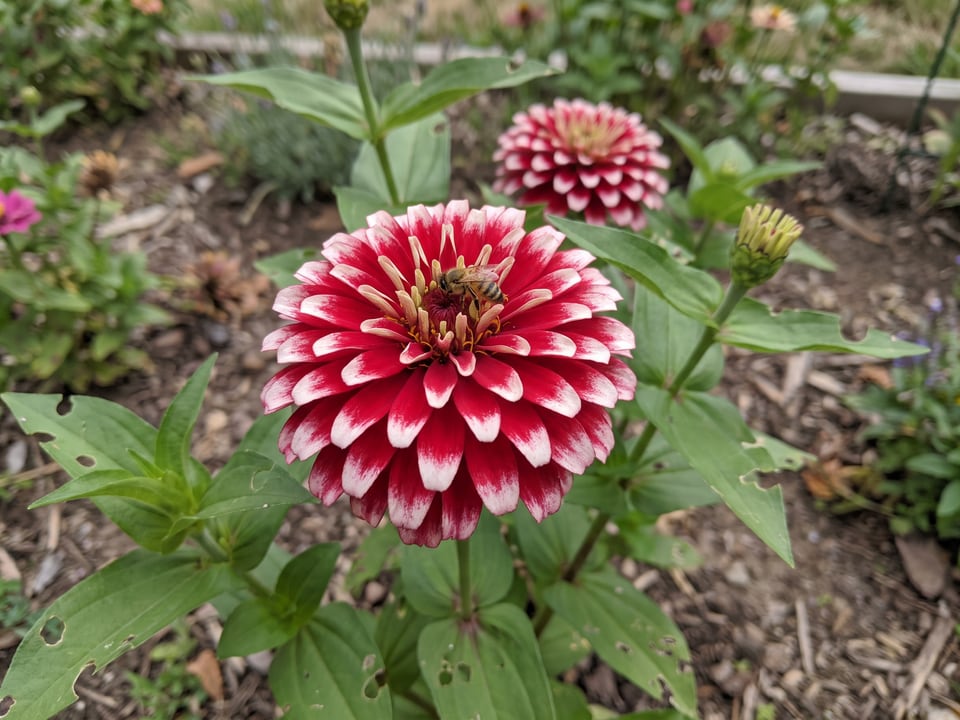 A Mazurkia zinnia flower up close on the plant