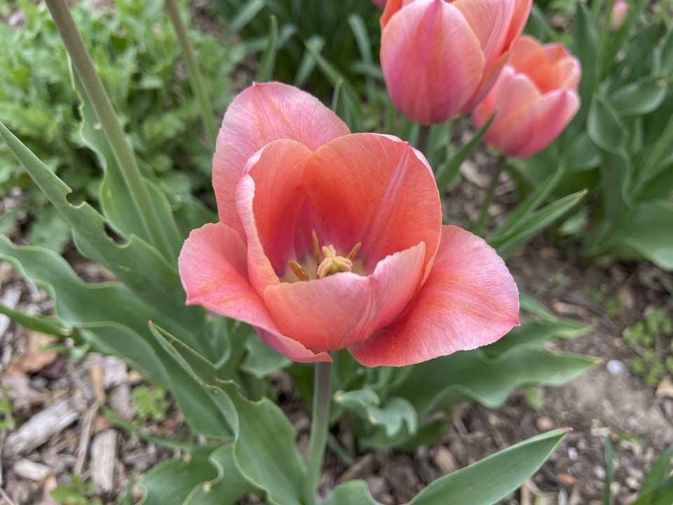 A Menton tulip flower up close on the plant