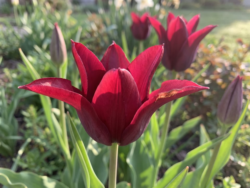 A Merlot tulip flower up close on the plant