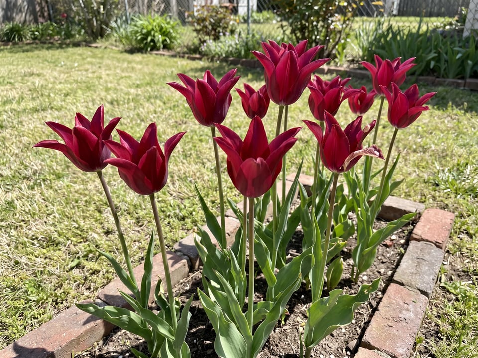 Merlot tulip plants in bloom in a garden