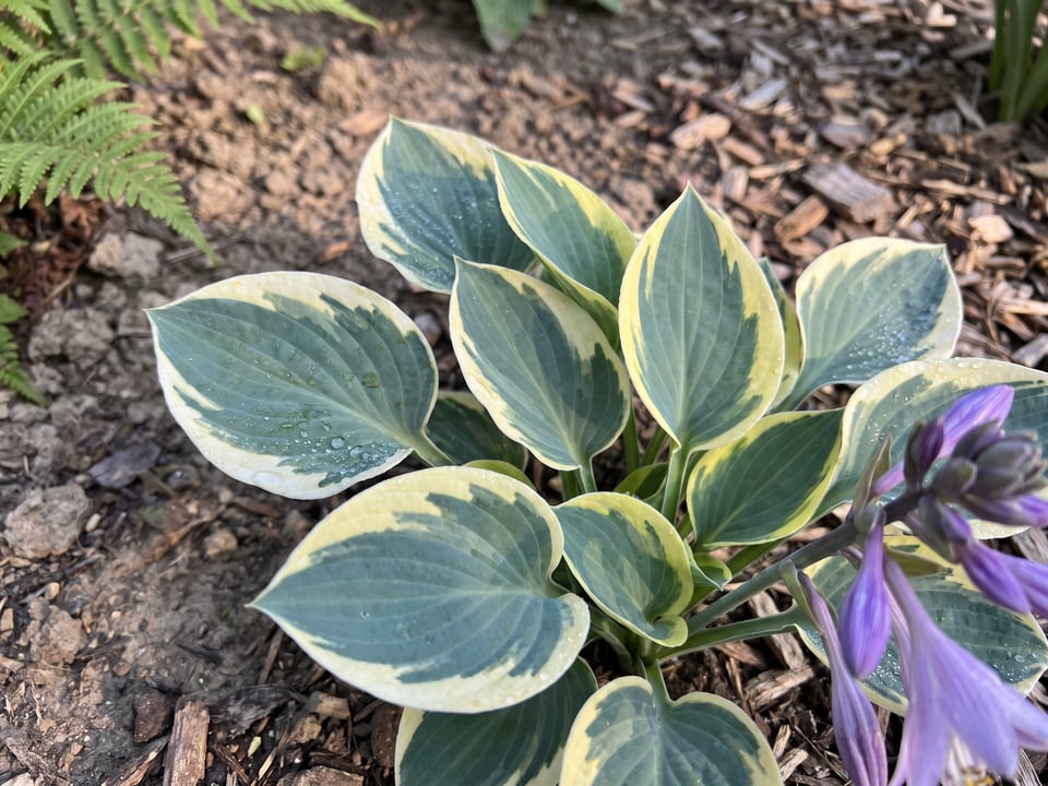 Leaves of Mighty Mouse hosta up close