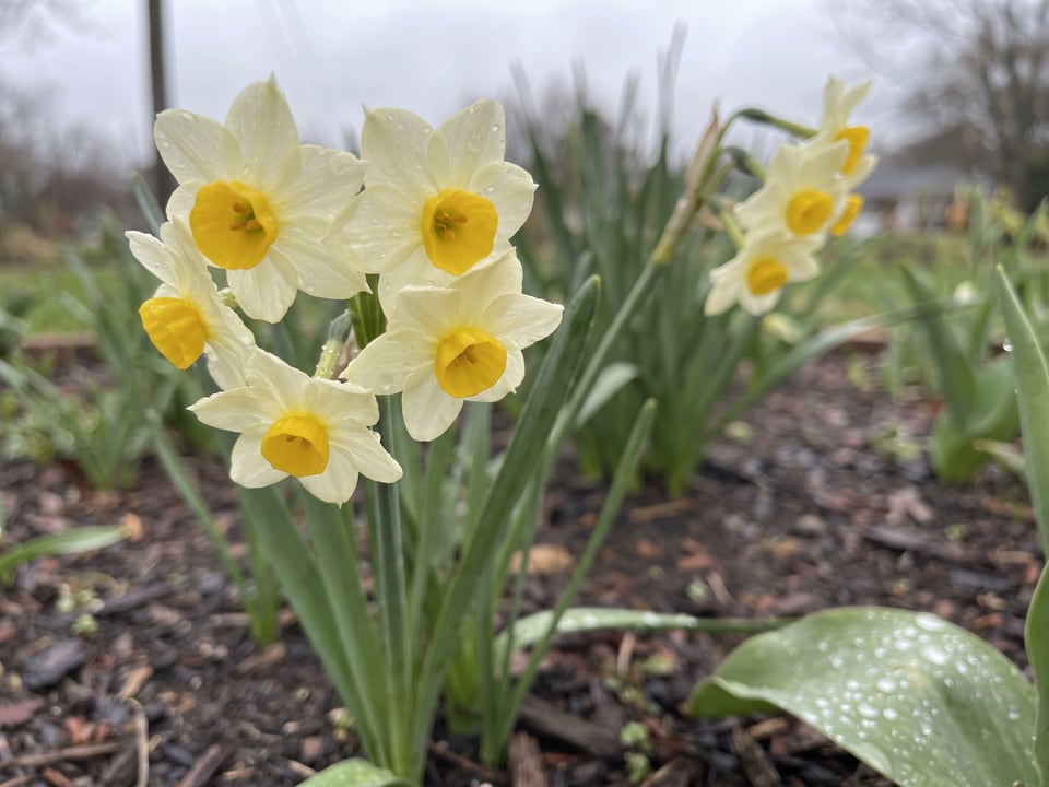 A Minnow daffodil flower up close on the plant