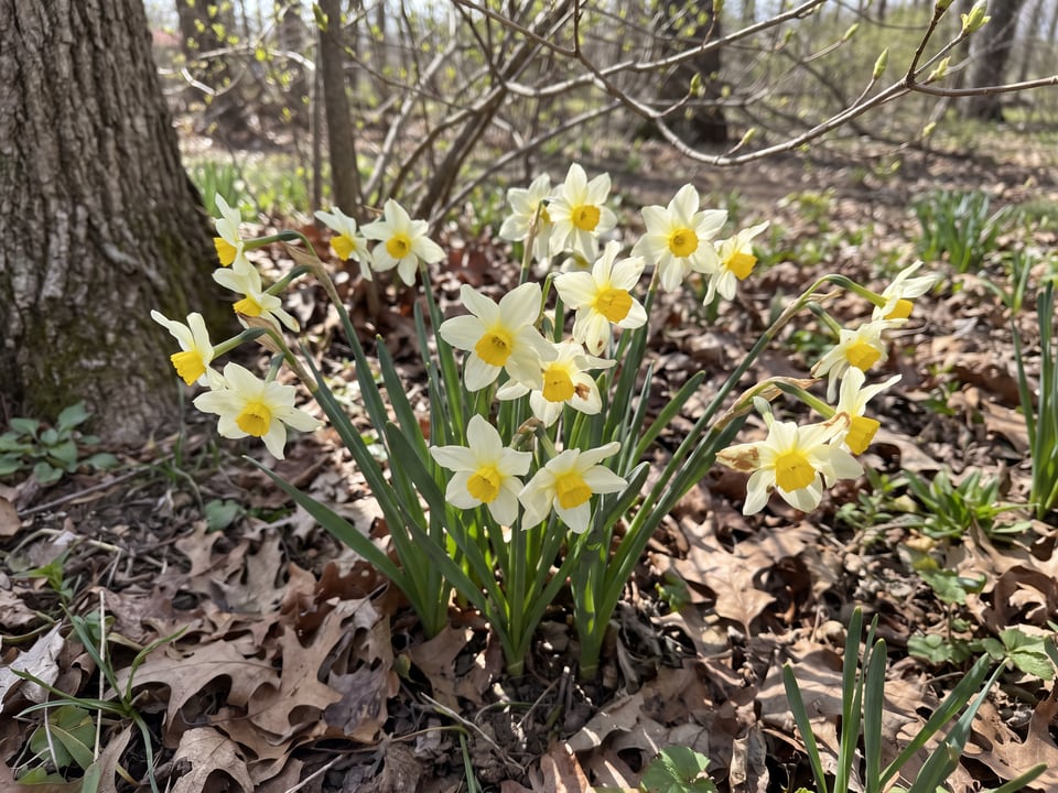 Minnow daffodil plants in bloom in a garden