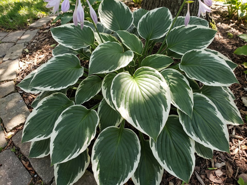 Leaves of Minuteman hosta up close