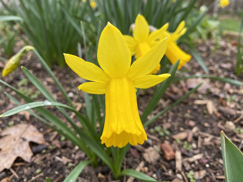 A Mite daffodil flower up close on the plant