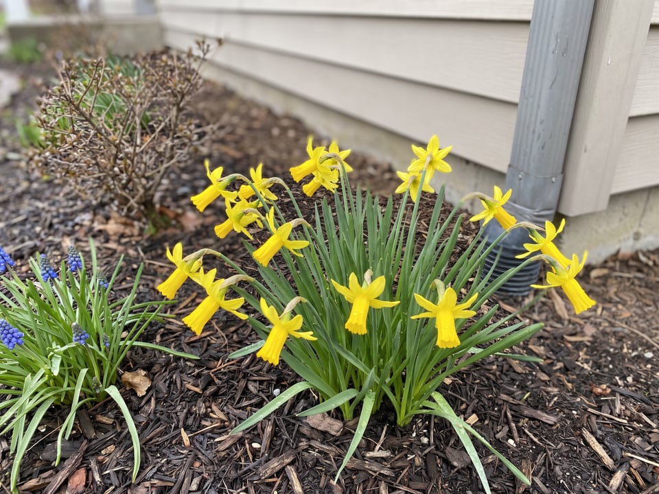 Mite daffodil plants in bloom in a garden