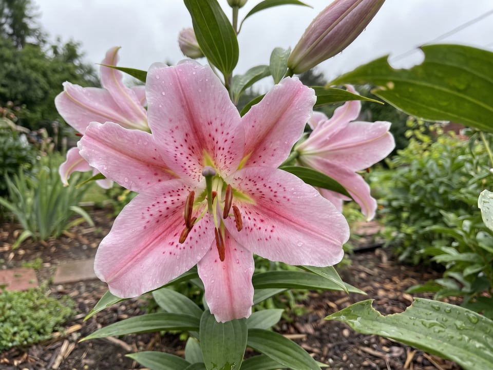 A Mona Lisa lily flower up close on the plant