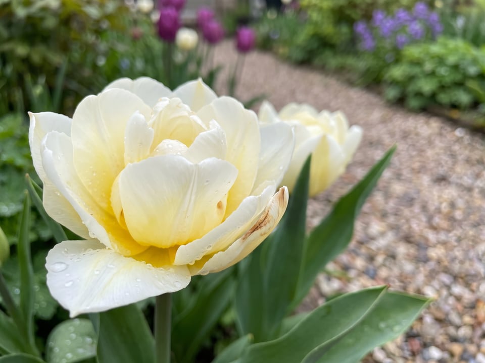 A Mondial tulip flower up close on the plant