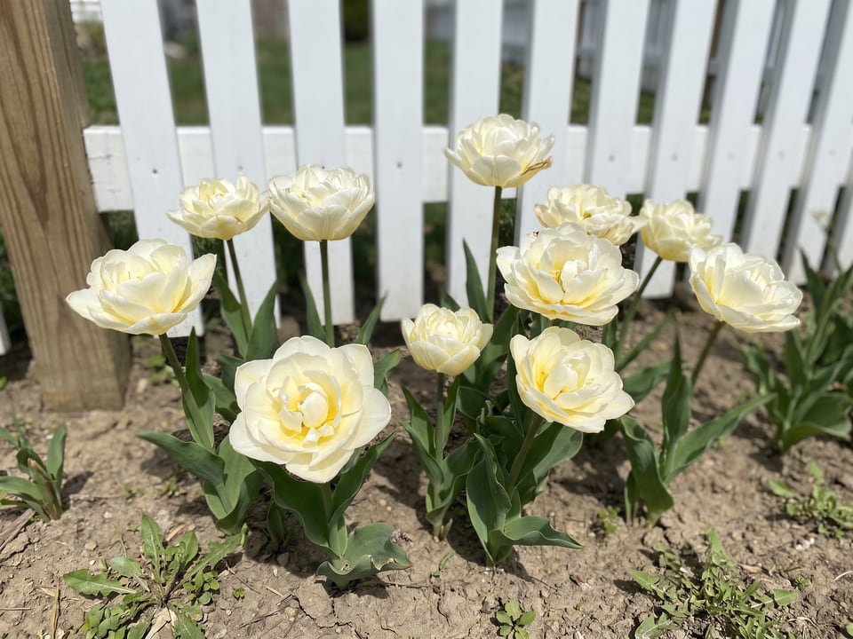 Mondial tulip plants in bloom in a garden