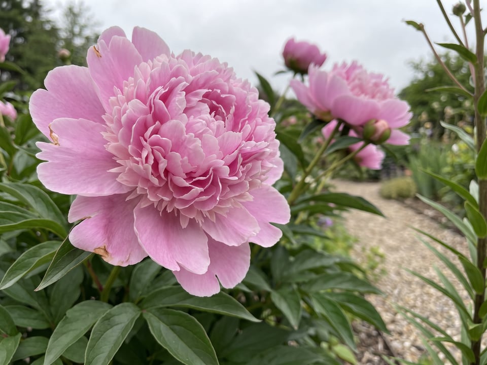 A Monsieur Jules Elie peony flower up close on the plant