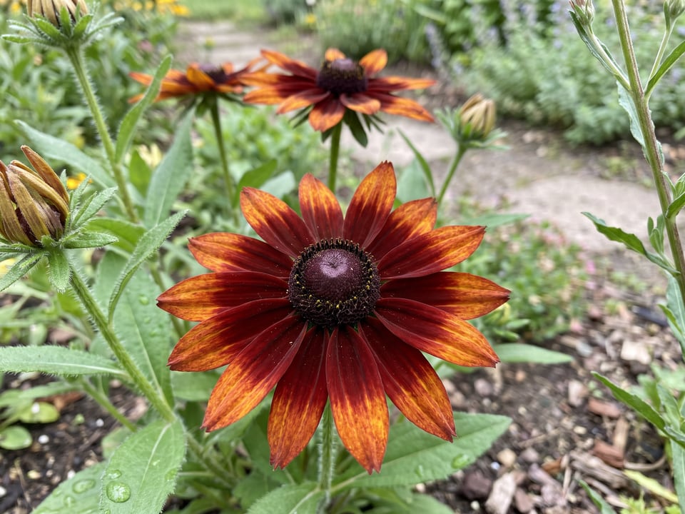 A Moreno black-eyed Susan flower up close on the plant