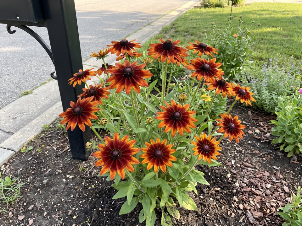 Moreno black-eyed Susan plants in bloom in a garden