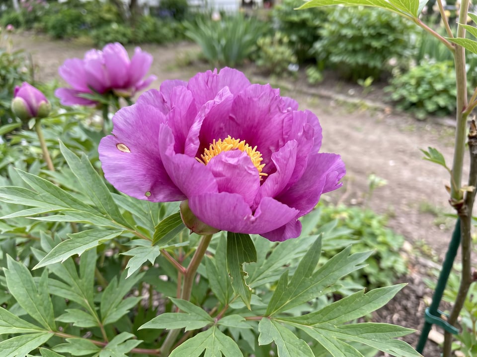 A Morning Lilac peony flower up close on the plant