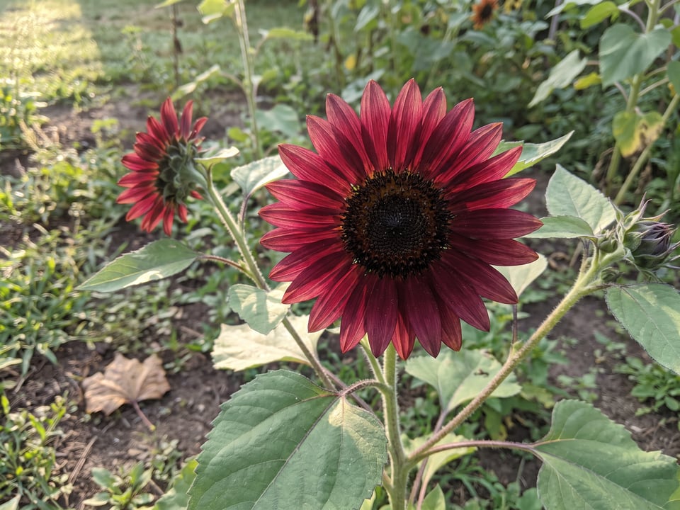 A Moulin Rouge sunflower flower up close on the plant
