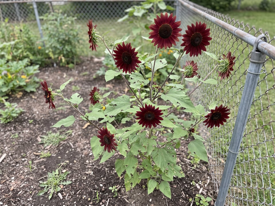 Moulin Rouge sunflower plants in bloom in a garden