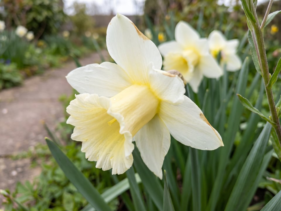 A Mount Hood daffodil flower up close on the plant