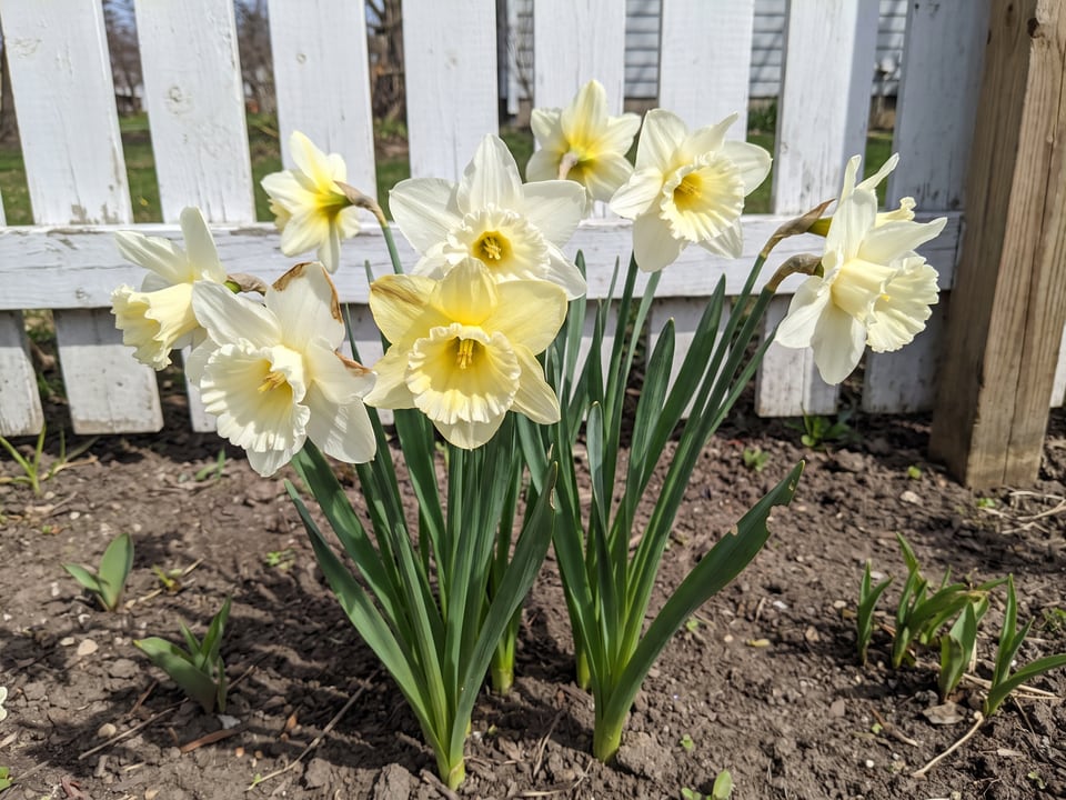 Mount Hood daffodil plants in bloom in a garden