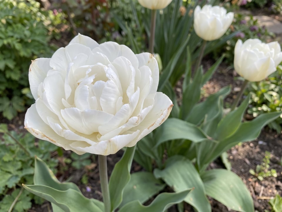 A Mount Tacoma tulip flower up close on the plant