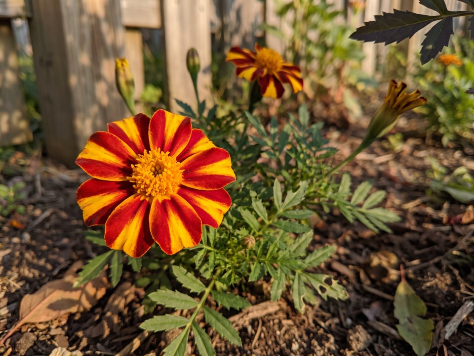 A Mr. Majestic marigold flower up close on the plant