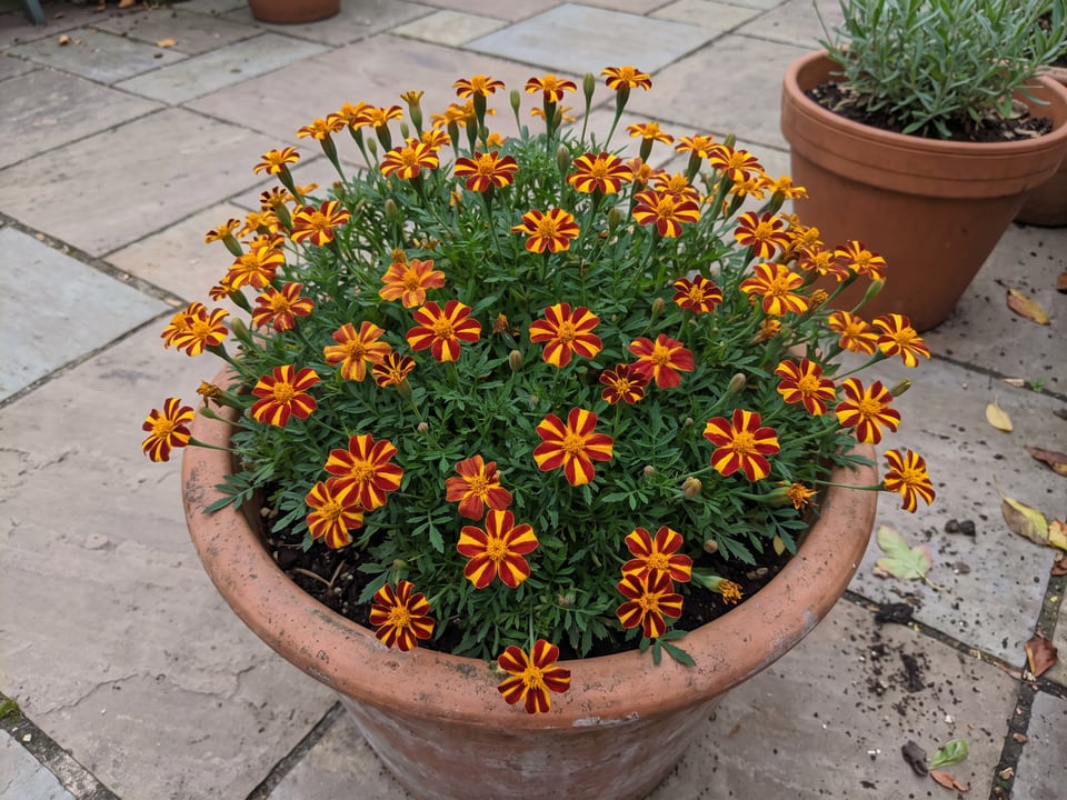 Mr. Majestic marigold plants in bloom in a garden