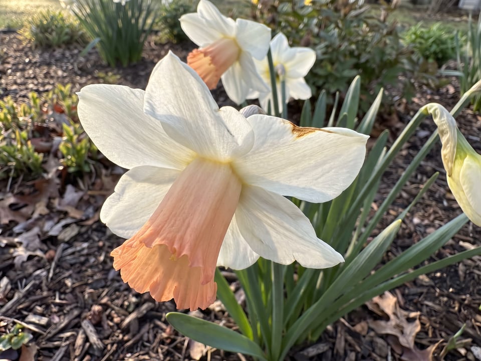 A Mrs R.O. Backhouse daffodil flower up close on the plant