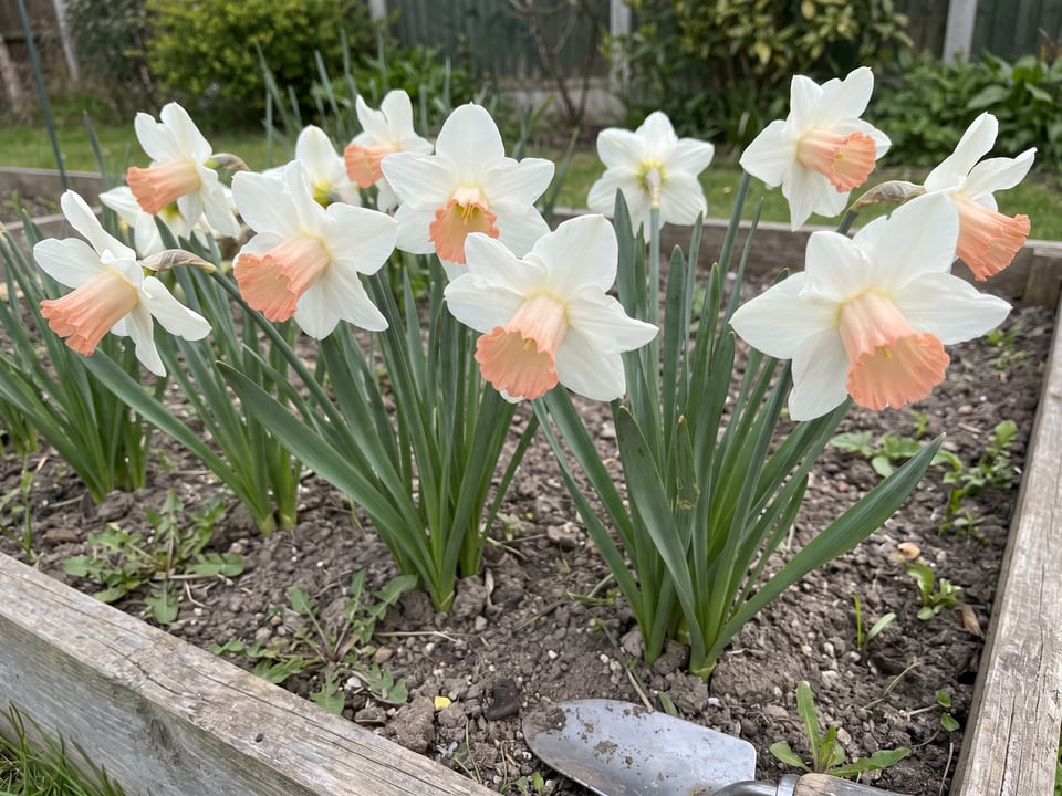 Mrs R.O. Backhouse daffodil plants in bloom in a garden