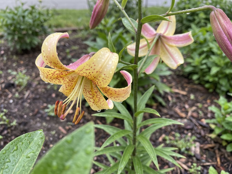 A Mrs. R.O. Backhouse lily flower up close on the plant