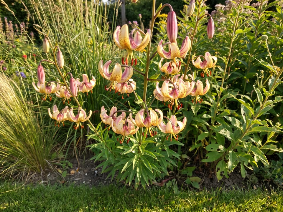 Mrs. R.O. Backhouse lily plants in bloom in a garden