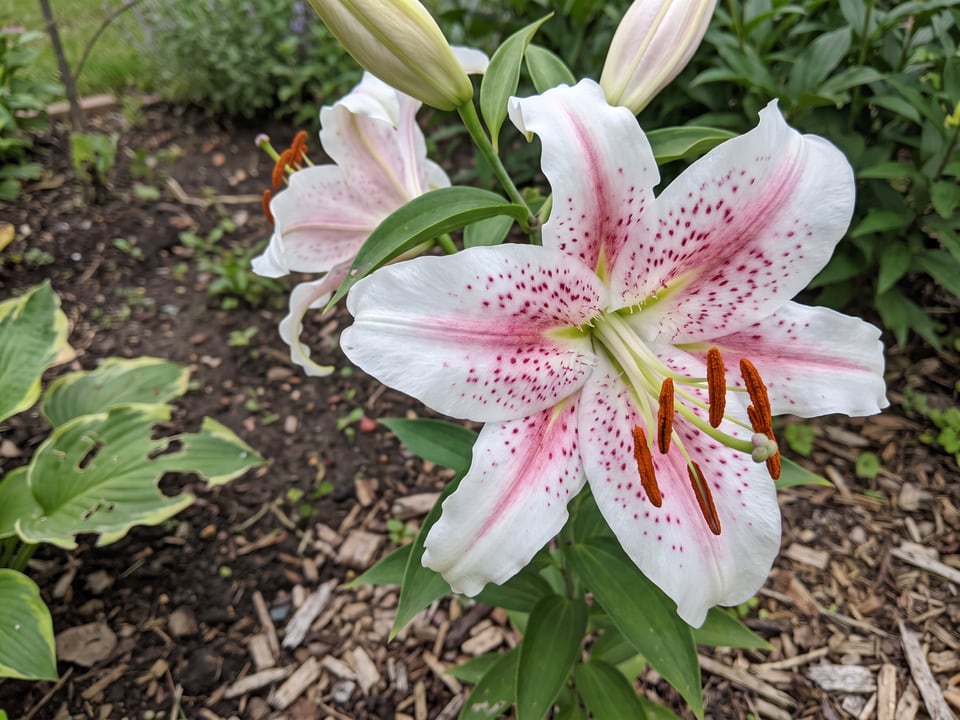 A Muscadet lily flower up close on the plant