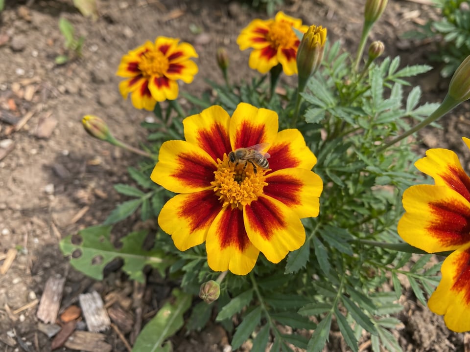 A Naughty Marietta marigold flower up close on the plant