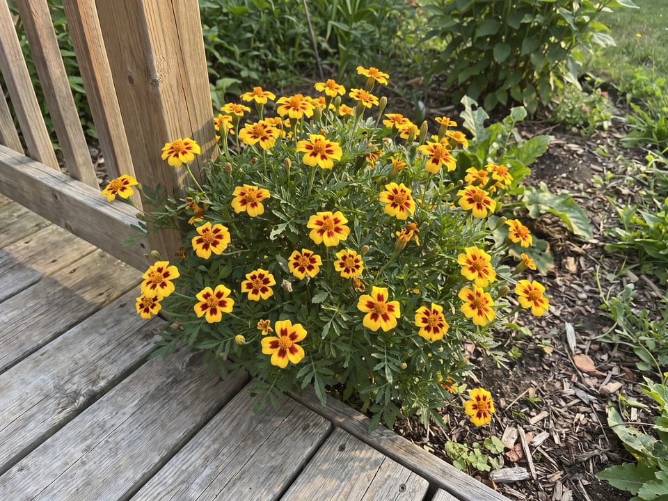 Naughty Marietta marigold plants in bloom in a garden