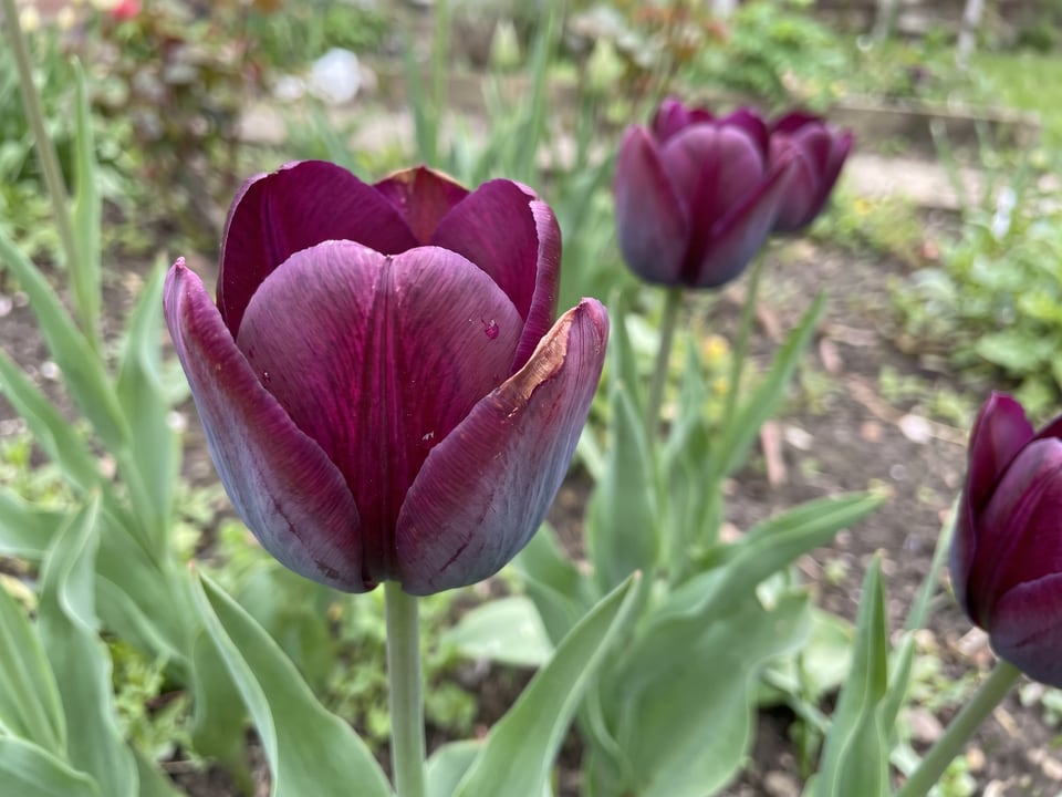 A Negrita tulip flower up close on the plant