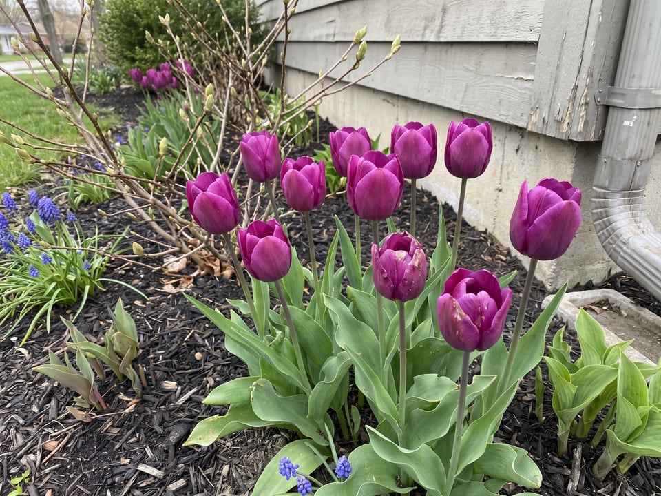 Negrita tulip plants in bloom in a garden