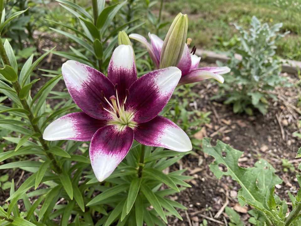 A Netty's Pride lily flower up close on the plant