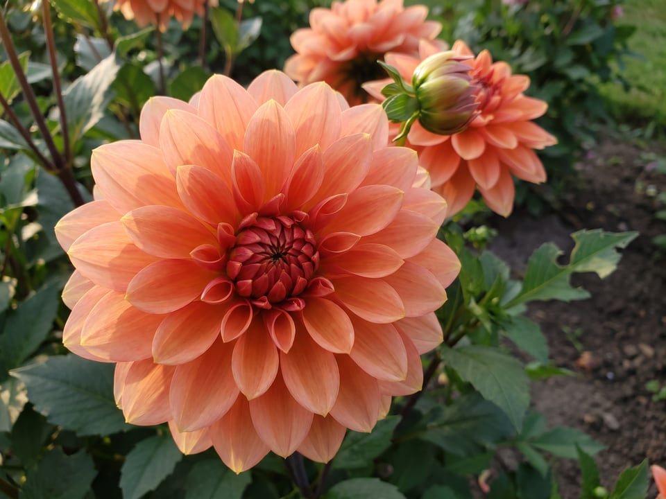 A Nicholas dahlia flower up close on the plant
