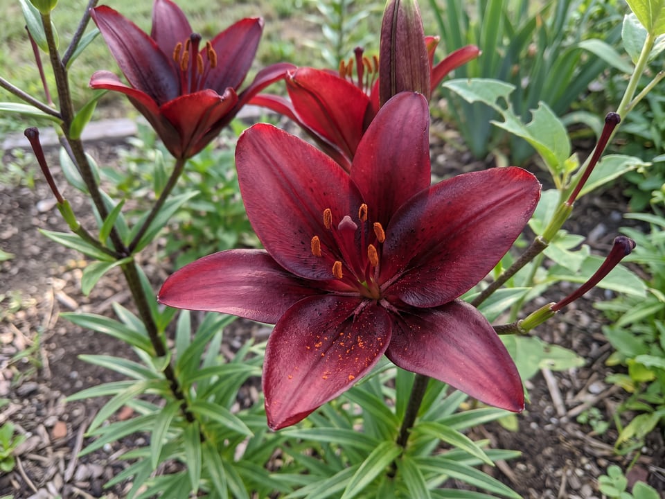 A Night Flyer lily flower up close on the plant